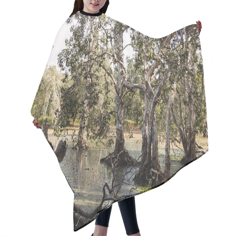 Personality  Tropical Lagoon With Floating Duck Weed In North Queensland With Gnarled And Textured Old Melaleuca Gum Trees. Hair Cutting Cape