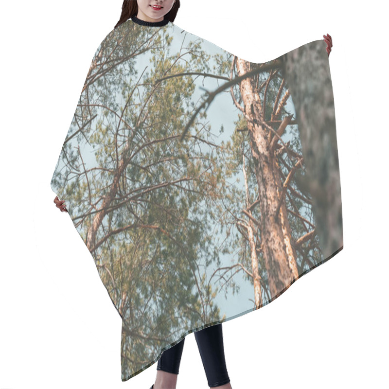 Personality  Bottom View Of Pine Trees In Forest On Summer Day Hair Cutting Cape