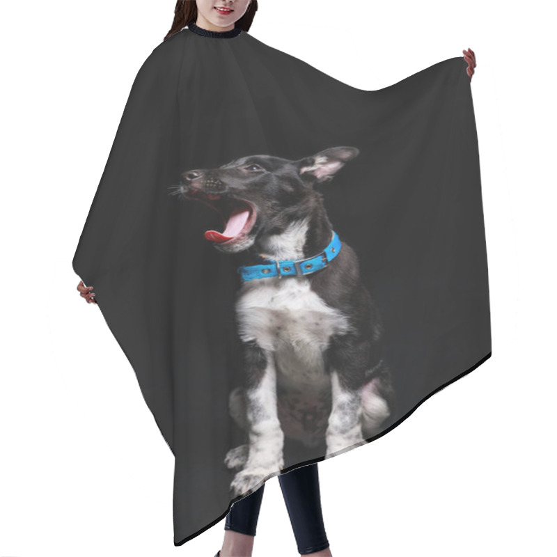 Personality  Cute Yawning Dog In Blue Collar Isolated On Black Hair Cutting Cape