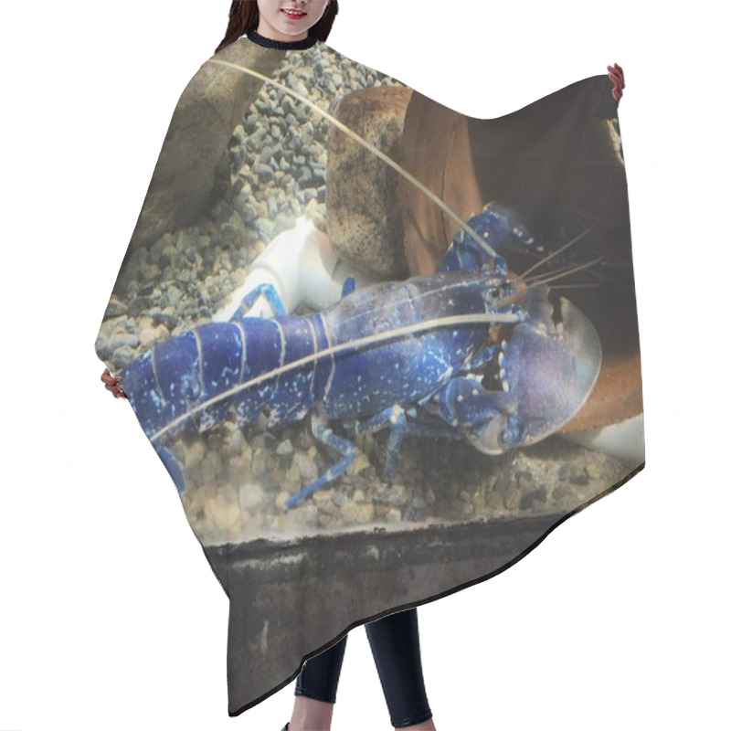 Personality  Blue Lobster In Aquarium Close View Background Hair Cutting Cape