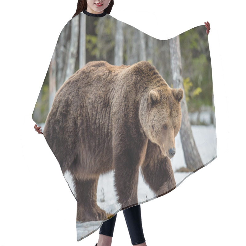 Personality  Brown Bear On Snow-covered Swamp Hair Cutting Cape