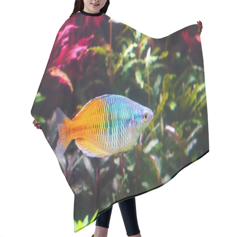 Personality  Aquarium Fish : Boesemani Rainbow Fish, Selective Focus Hair Cutting Cape