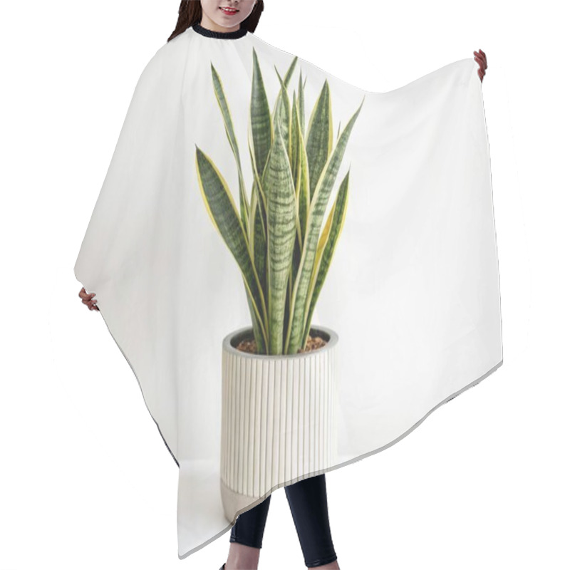 Personality  A Panoramic Image On A Pristine White Backdrop Showcasing A Vibrant Snake Plant (Sansevieria Trifasciata) Planted In A Cylindrical Ceramic Pot. The Plant's Tall, Sword-like Leaves Feature Distinct Dark Green Patterns With Light Green Edges, Forming A Hair Cutting Cape