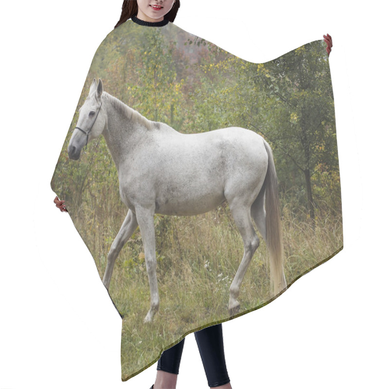 Personality  Gray Horse Standing In The Forest On The Green Grass Near The Trees Hair Cutting Cape