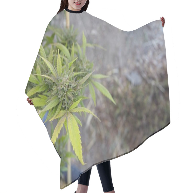 Personality  Closeup Shot Of A Marijuana Plant On Blurred Background Hair Cutting Cape