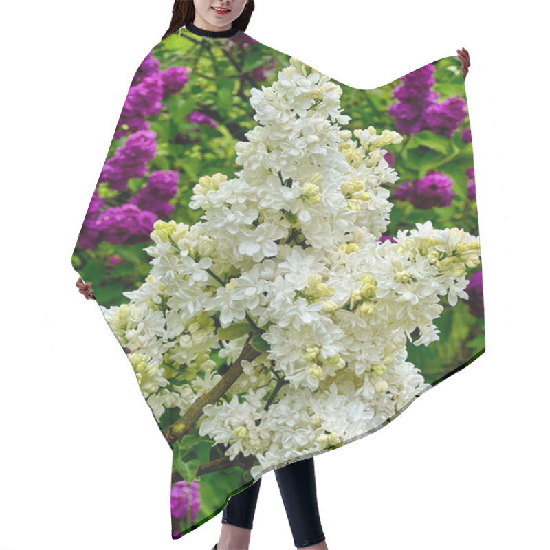 Personality  Beautifully Blooming White Lilac. Blooming Lilacs With A Pleasant Fragrance. Hair Cutting Cape