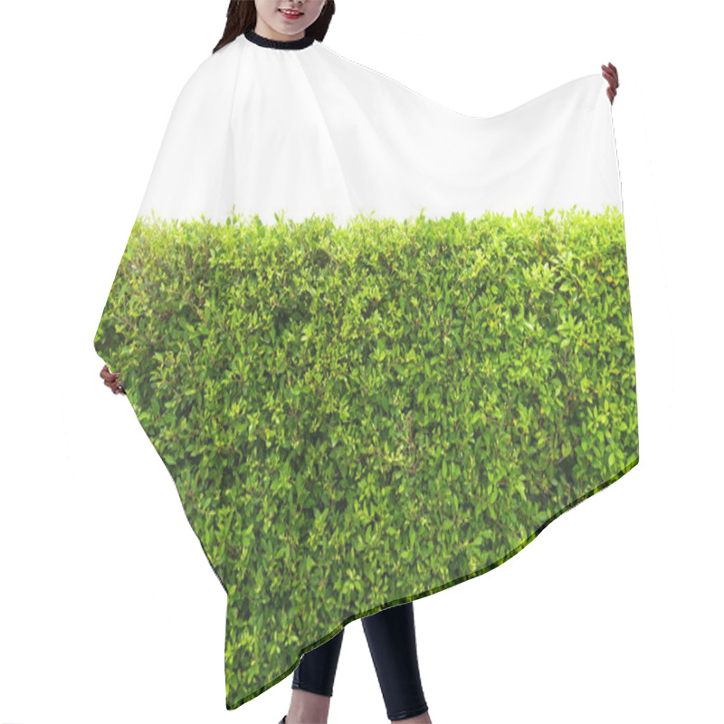 Personality  Green Tree Wall Fence With Concrete Floor Isolated On White Background For Park Or Garden Decorative. Hair Cutting Cape