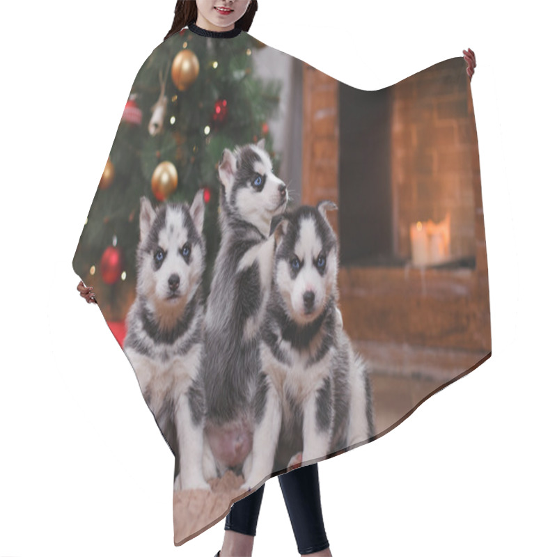 Personality  Dog Siberian Husky  Hair Cutting Cape