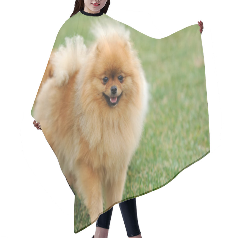 Personality  Brown Pomeranian Dog Hair Cutting Cape