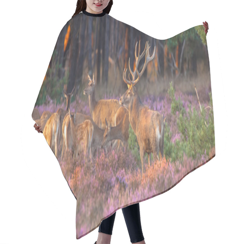 Personality  Group Of Red Deer Hair Cutting Cape