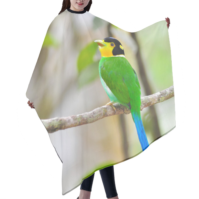 Personality  Long - Tailed Broadbill Birds Hair Cutting Cape