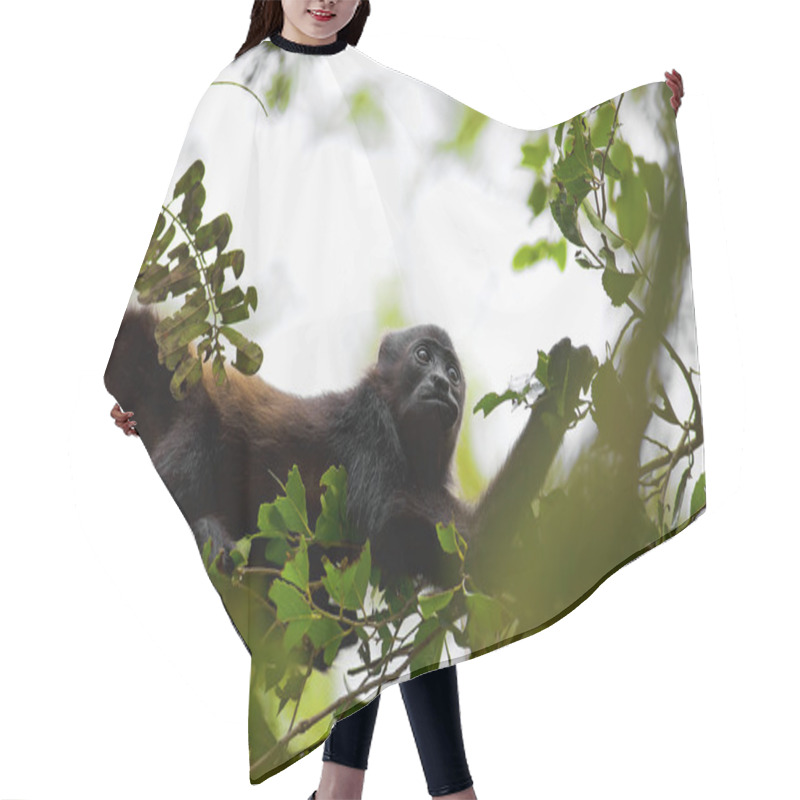 Personality  A Howler Monkey Hair Cutting Cape