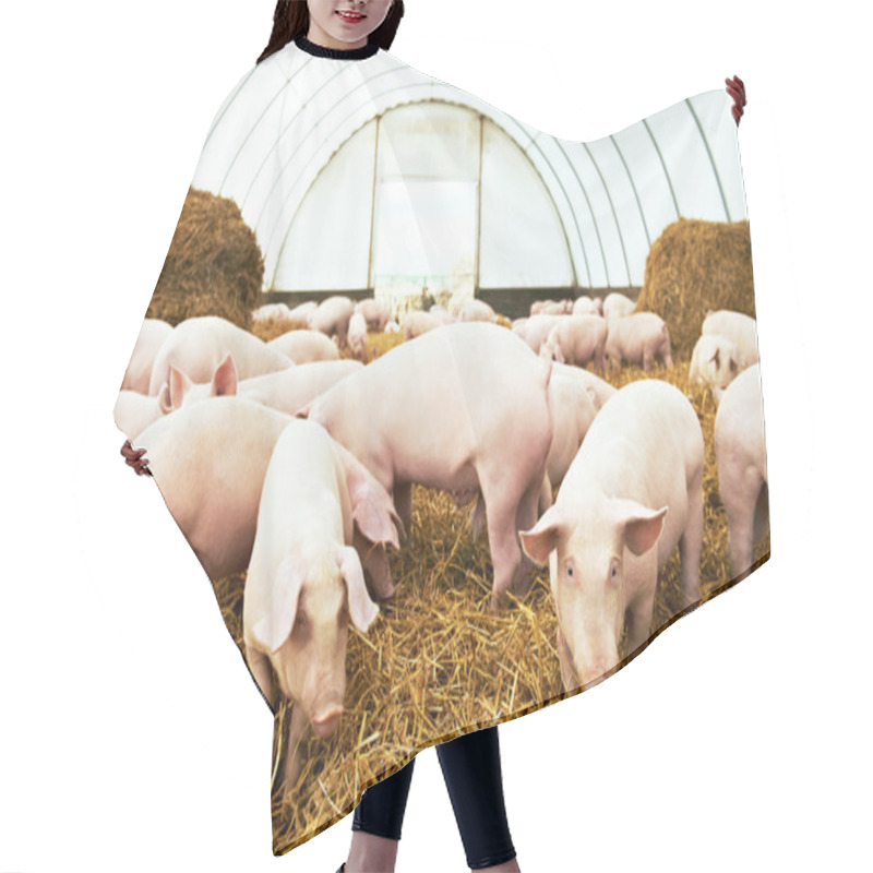 Personality  Herd Of Young Piglet At Pig Breeding Farm Hair Cutting Cape