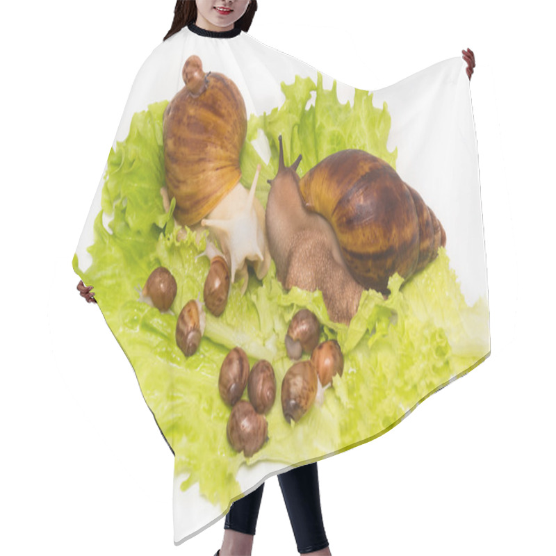 Personality  Pretty Little New-born Snails With Parents On Lettuce Hair Cutting Cape