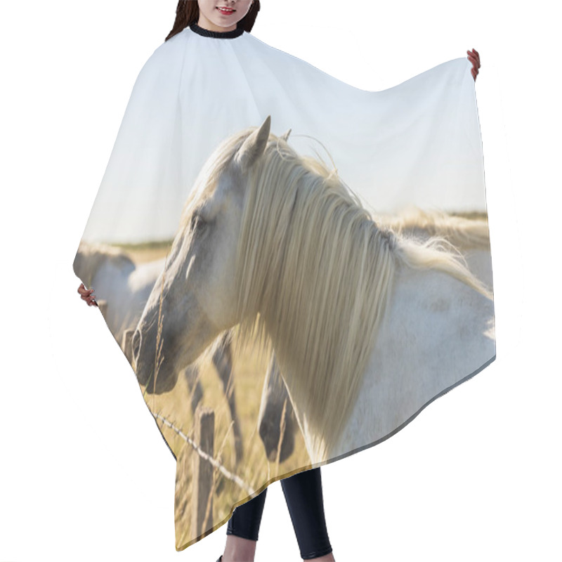 Personality  Side View Of Beautiful White Horse On Pasture, Provence, France Hair Cutting Cape