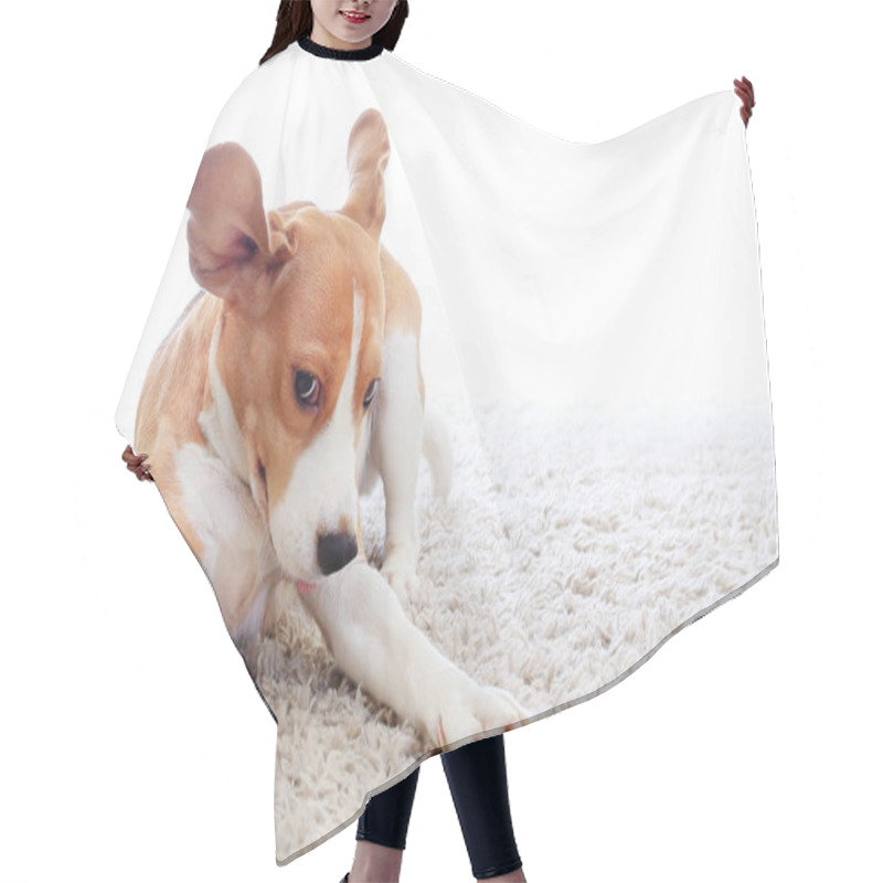 Personality  Funny Dog On Carpet Hair Cutting Cape