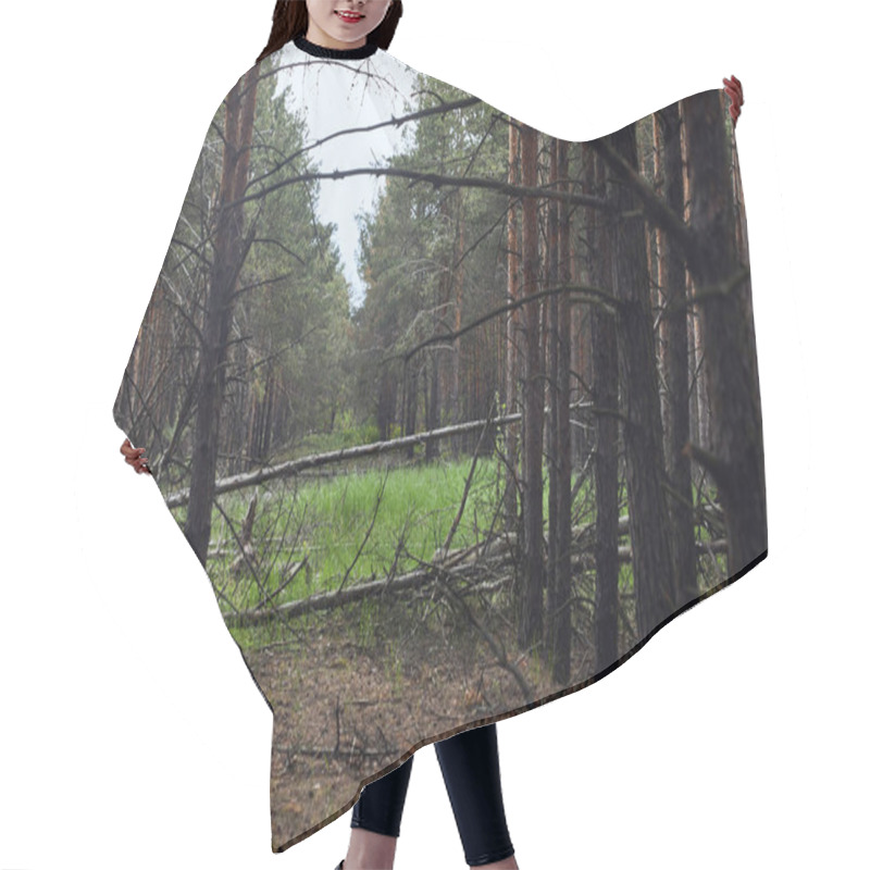 Personality  Pine Forest With Fallen Trees And Green Meadow Hair Cutting Cape