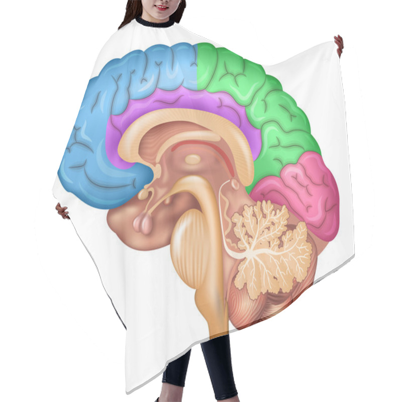 Personality  Human Brain Lobes Hair Cutting Cape