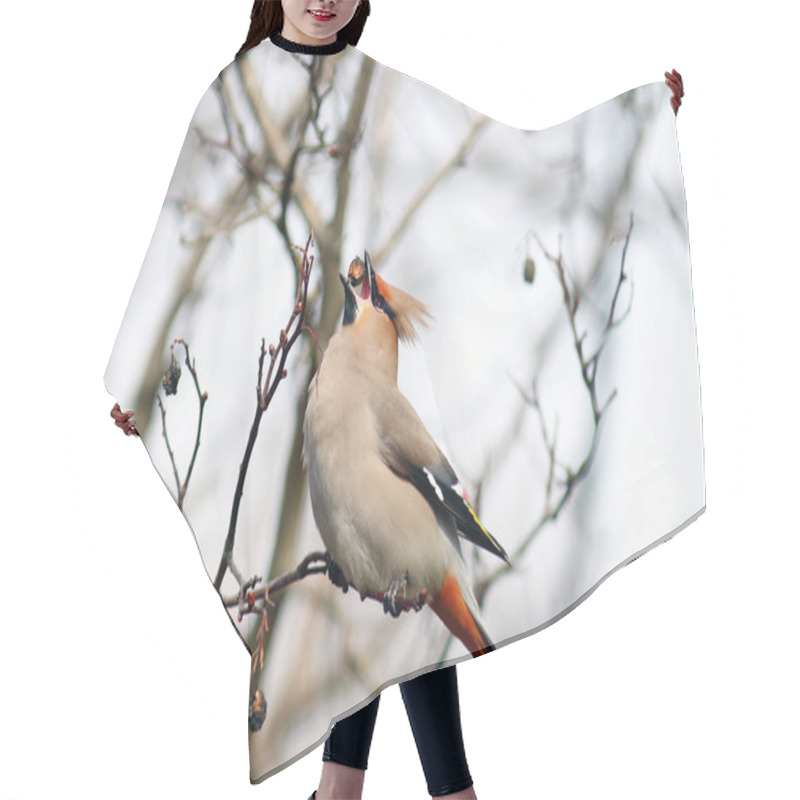 Personality  Waxwing On Branches Without Leaves Hair Cutting Cape