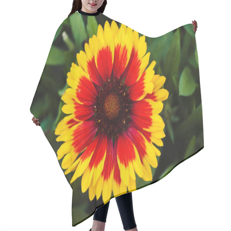 Personality  Red - Yellow Beautiful Flower Close-up (Gaillardia). Hair Cutting Cape