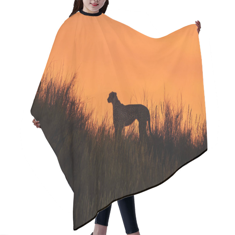 Personality  Silhouette Of African Cheetah, Acinonyx Jubatus, Walking On The  Hair Cutting Cape