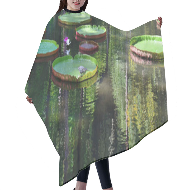 Personality  Victoria Amazonica, Mauritius Hair Cutting Cape