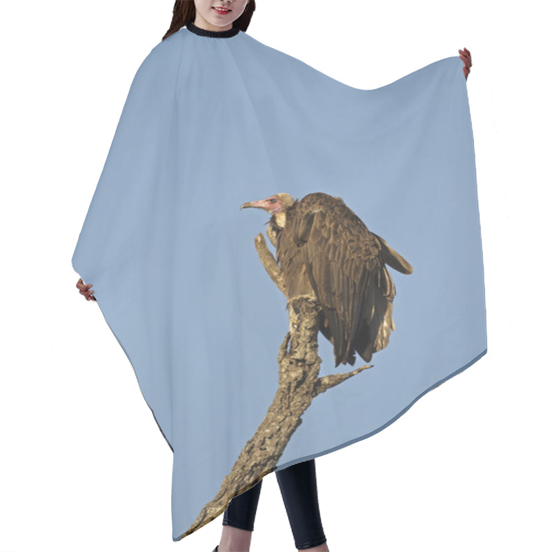 Personality  White-headed Vulture Hair Cutting Cape