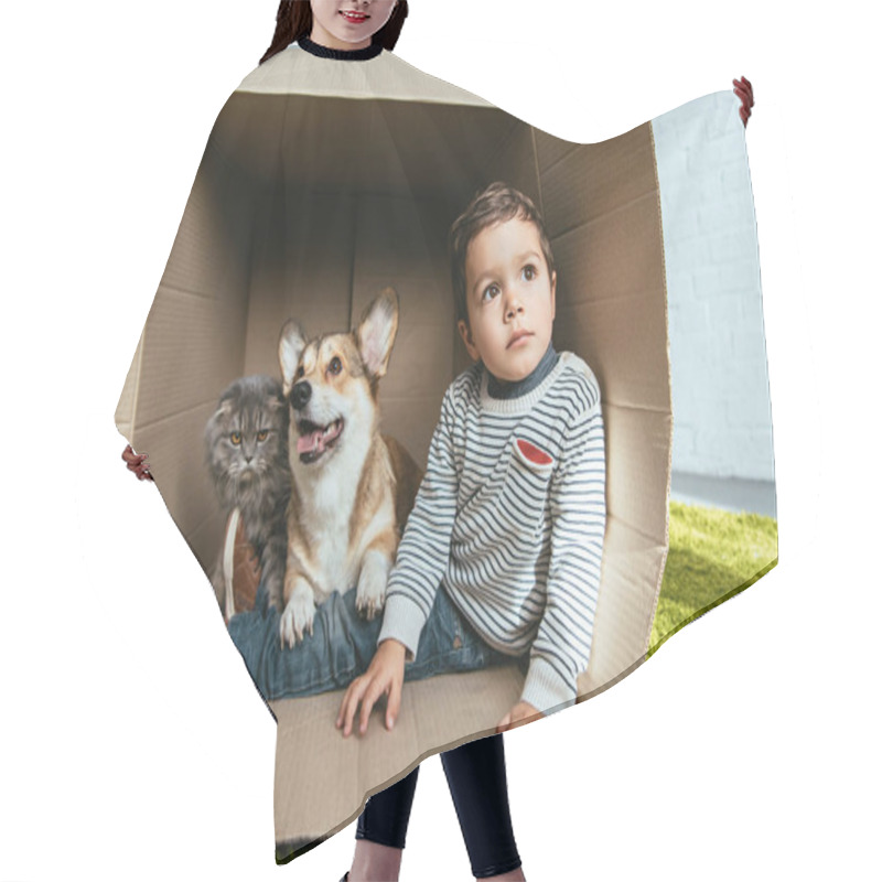 Personality  Little Boy With Adorable Corgi And British Longhair Cat Sitting In Cardboard Box Hair Cutting Cape