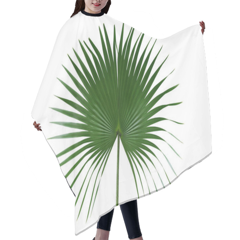 Personality  Palm With Circular Leaves Or Fan Palm Frond Tropical Leaf Nature Green Pattern Isolated On White Background, Clipping Path Included. Hair Cutting Cape