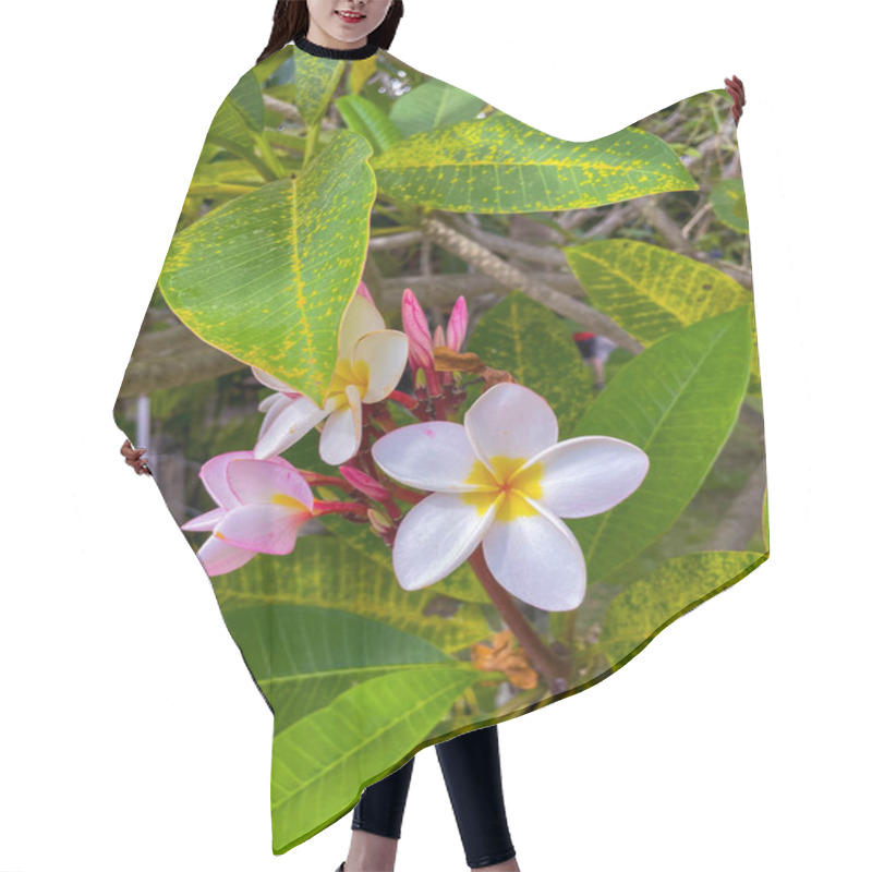 Personality  Plumeria Blossoms Amidst Vibrant Greenery Hair Cutting Cape