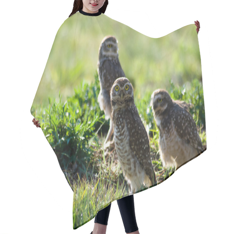 Personality  Burrowing Owls Hair Cutting Cape