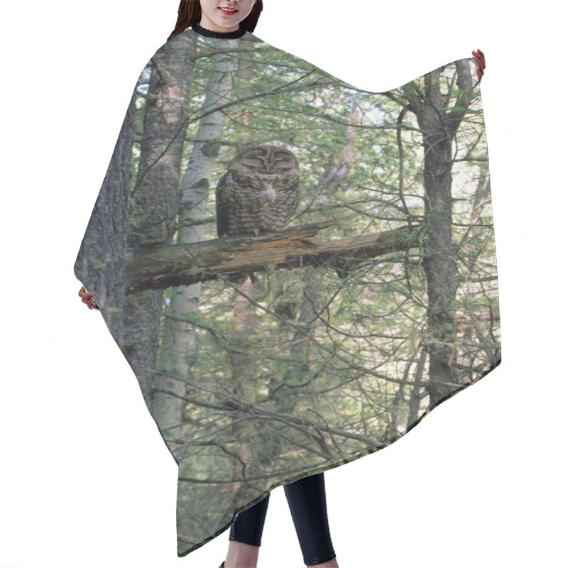 Personality  Mexican Spotted Owl Hair Cutting Cape