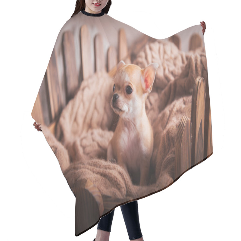 Personality  Dog Breed Chihuahua, Puppy Hair Cutting Cape