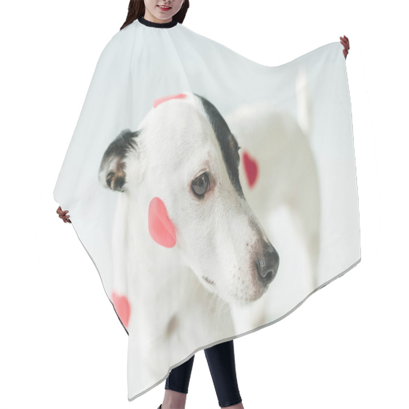 Personality  Jack Russell Terrier Dog In Red Hearts For Valentines Day, On White Hair Cutting Cape