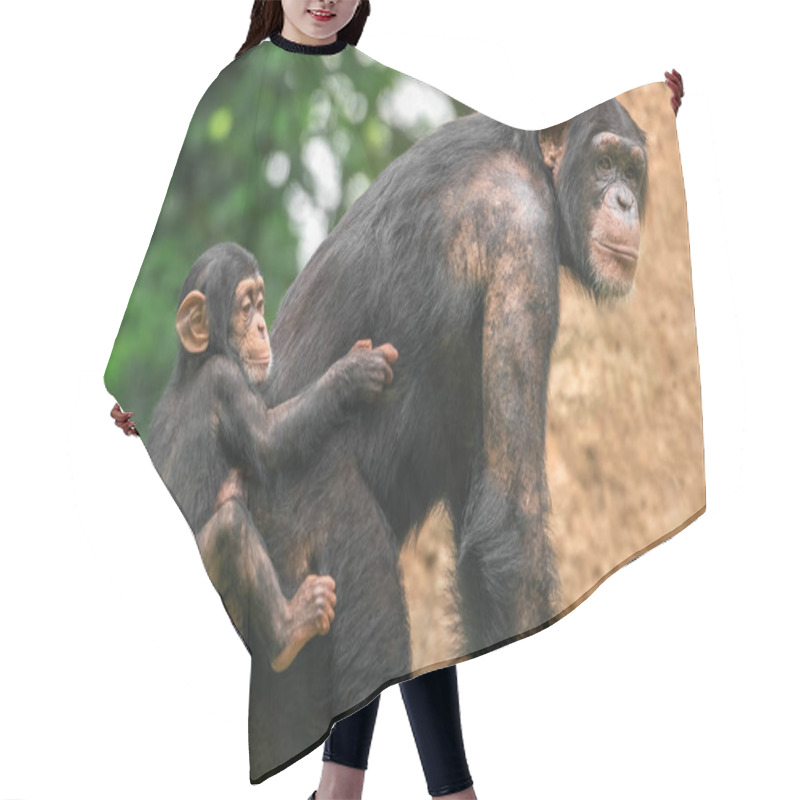 Personality  A Female Chimpanzee With A Baby On Her Back Hair Cutting Cape