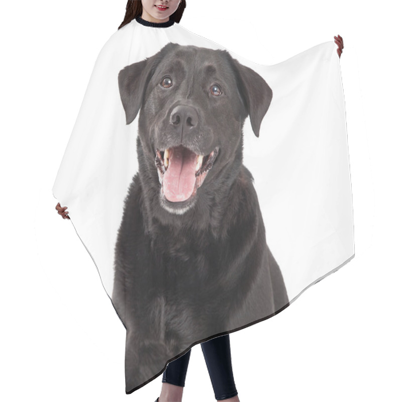 Personality  Happy Labrador Retriever Dog Head Shot Hair Cutting Cape