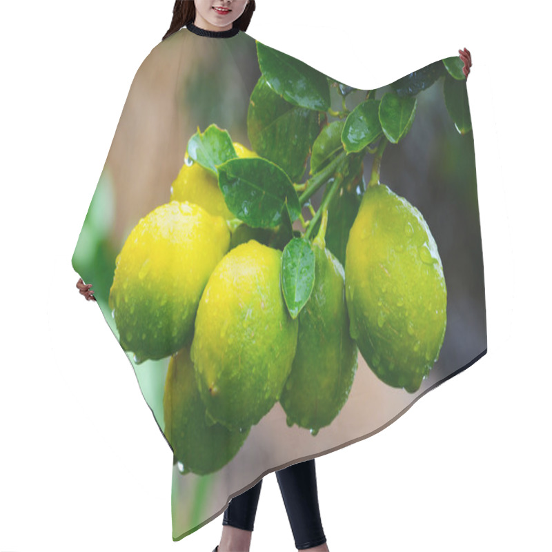 Personality  Yellow And Green Lemons Hair Cutting Cape