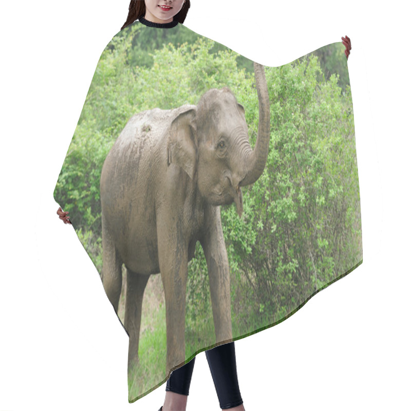 Personality  Elephants Hair Cutting Cape