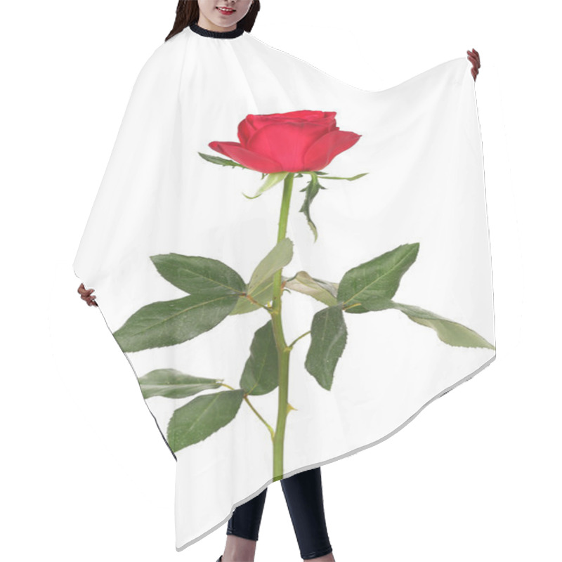 Personality  Red Rose Isolated On White Background. Hair Cutting Cape