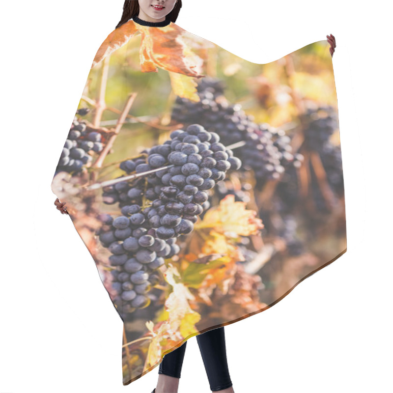 Personality  Ripe Grapes On Tuscan Vineyard  Hair Cutting Cape