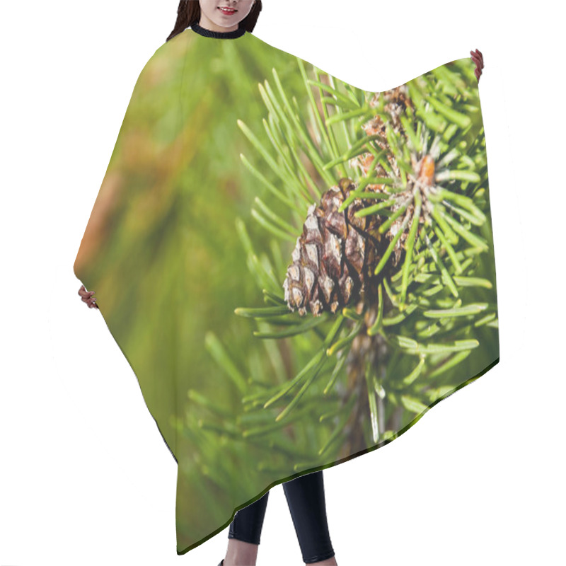 Personality  Pine Cone On A Green Branch Lit By The Sun Hair Cutting Cape