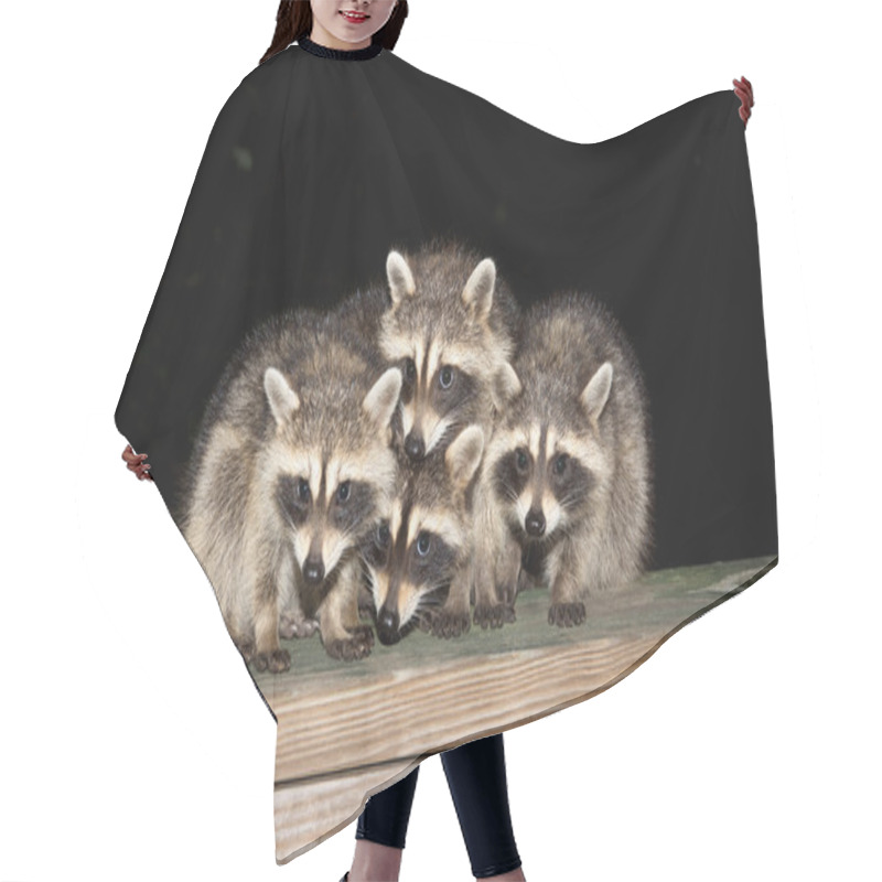 Personality  Four Cute Baby Raccoons On A Deck Railing Hair Cutting Cape