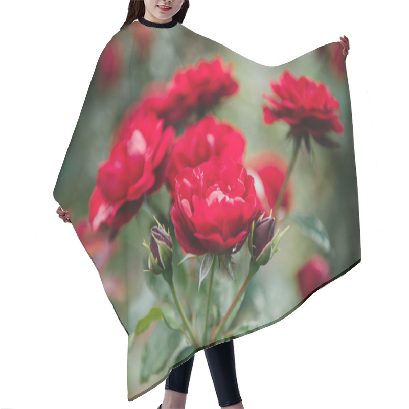 Personality  Close-up Shot Of Beautiful Blossoming Red Roses Hair Cutting Cape