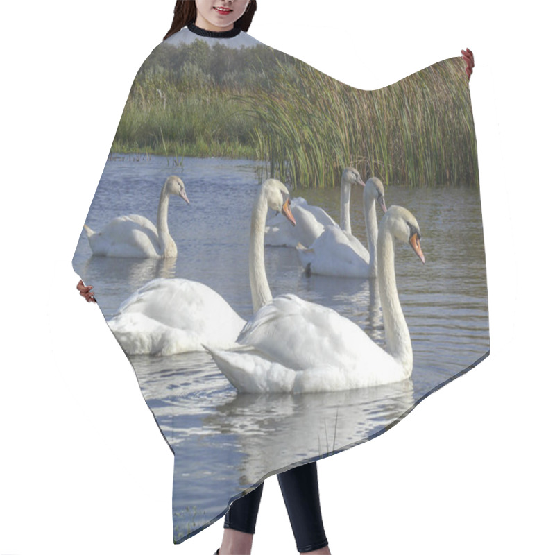 Personality  Mute Swans, Family Of Five, Two Parents And Juvenile Chicks. Hair Cutting Cape