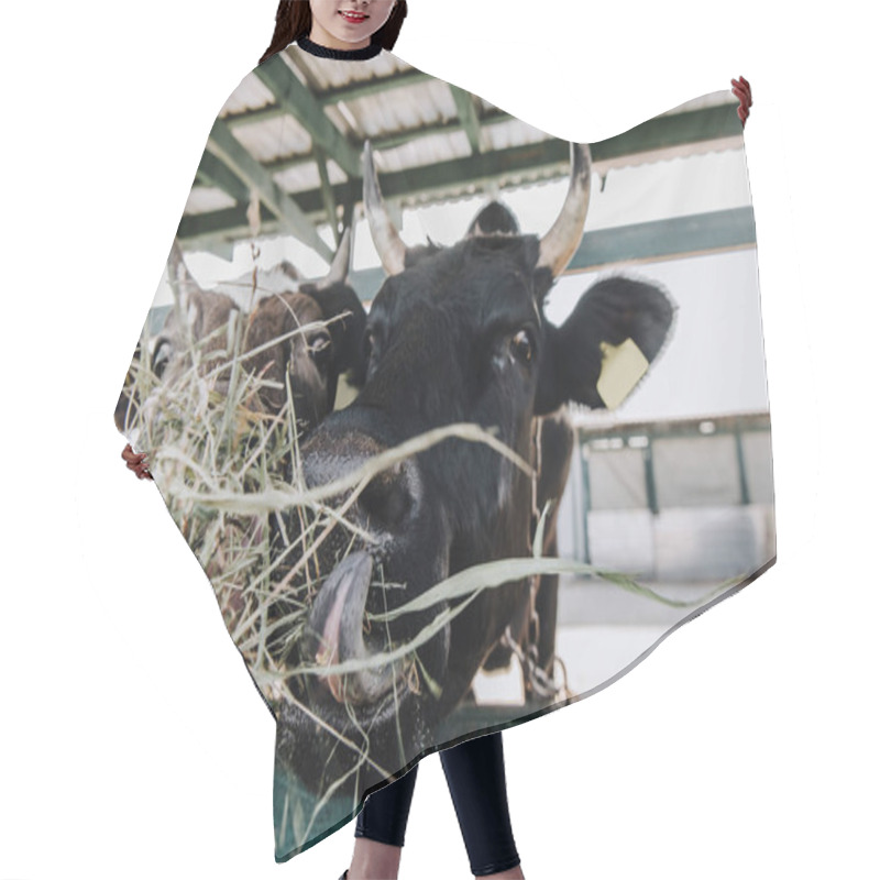 Personality  Cropped Image Of Man Feeding Domestic Cows In Barn At Farm Hair Cutting Cape