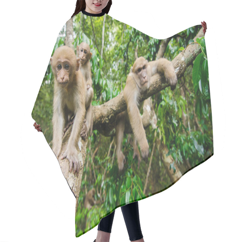 Personality  Portrait Of Baby Monkey Hair Cutting Cape