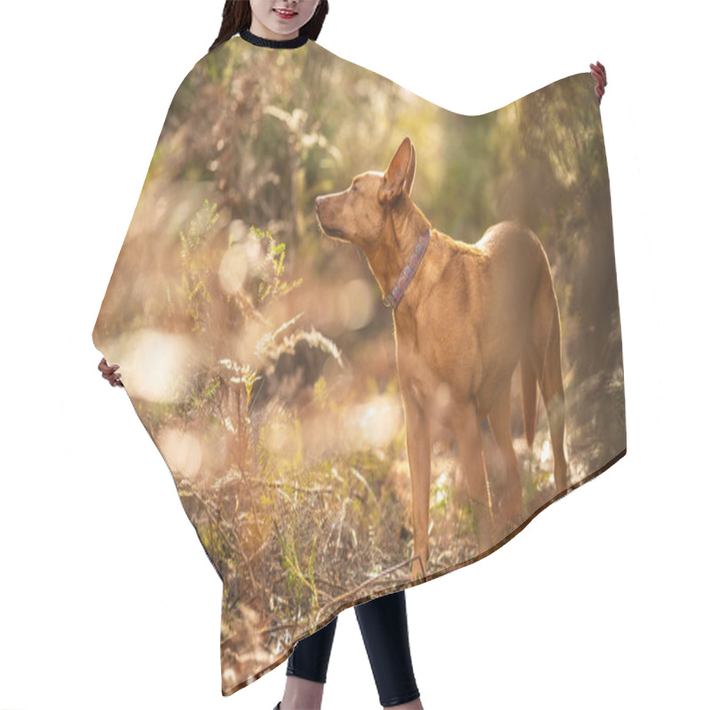 Personality  Beautiful Kelpie In The Bush In Australia. Tan Dog In Spring Hair Cutting Cape