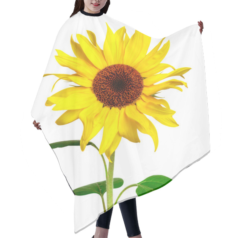 Personality  Yellow Sunflower Isolated On White Hair Cutting Cape