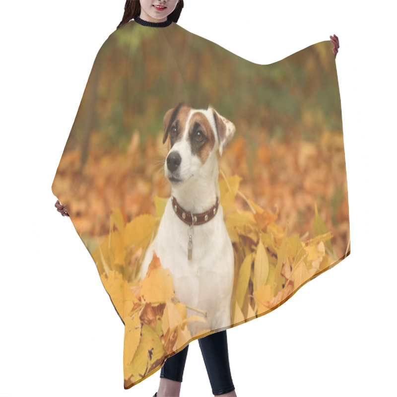 Personality  Cute Funny Dog On Yellow Leaves In Autumn Park Hair Cutting Cape