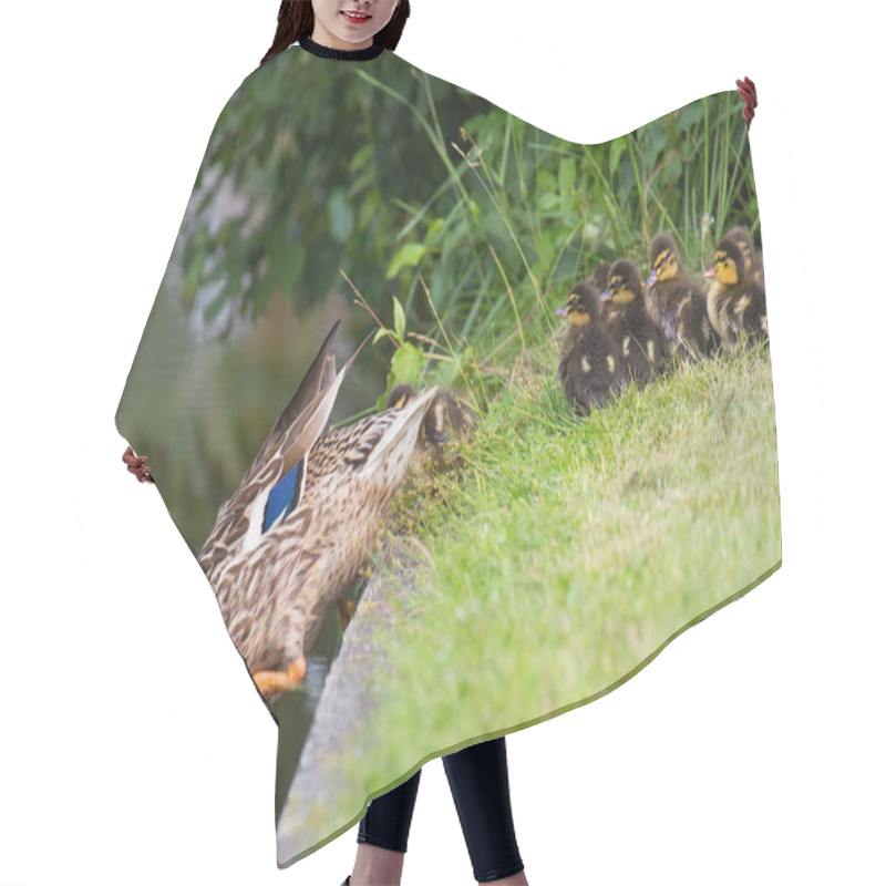 Personality  Mother Duck Lures Chicks In Water By Leaving Hair Cutting Cape